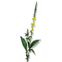 Aigremoine BIO en gélules