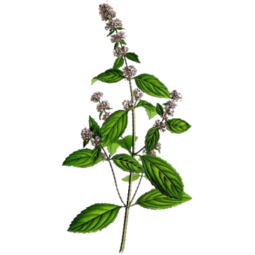 Huile essentielle Menthe Poivrée Hongrie Bio* Huile essentielle Menthe Poivrée Hongrie Bio*