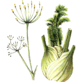Fenouil BIO en gélules (Foeniculum vulgare)