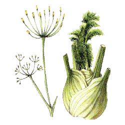 Fenouil BIO en gélules