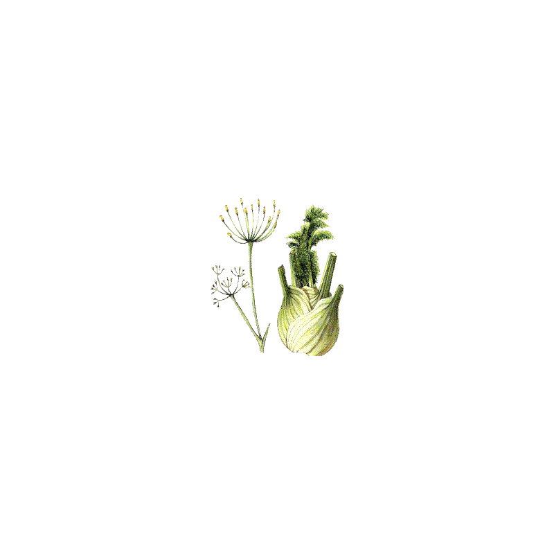 Fenouil BIO en gélules  (Foeniculum vulgare)