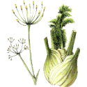 Fenouil BIO en gélules