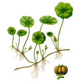 Centella Asiatica Gotu Kola BIO en gélules