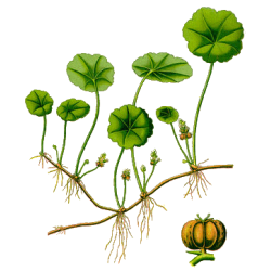 Centella Asiatica BIO gélules*