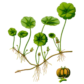 Centella Asiatica BIO gélules*