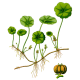 Centella Asiatica BIO gélules*