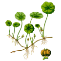 Centella Asiatica BIO gélules*
