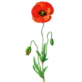 Coquelicot fleurs BIO en gélules (Papaver rhoeas)