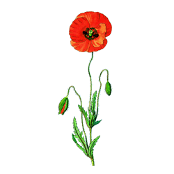 Coquelicot fleurs BIO gélules*