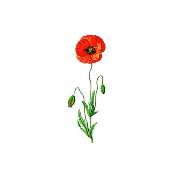 Coquelicot fleurs BIO gélules*