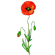 Coquelicot fleurs BIO en gélules (Papaver rhoeas)