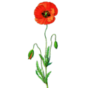 Coquelicot fleurs BIO gélules*