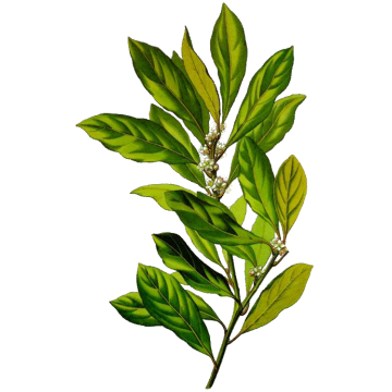 Laurier Noble BIO en gélules Laurier Noble BIO en gélules