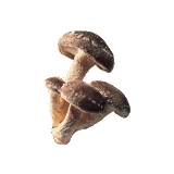 Shitaké BIO en gélules renfort du système immunitaire (Lentinus elodes)
