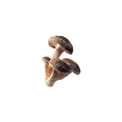 Shitaké BIO en gélules