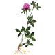Trèfle Rouge BIO en gélules (Trifolium pratense)