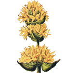 Gentiane racine BIO en gélules (Gentiana lutea)