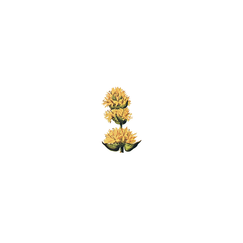 Gentiane racine BIO en gélules (Gentiana lutea)