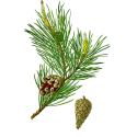 Pin Bourgeons Bio en gélules