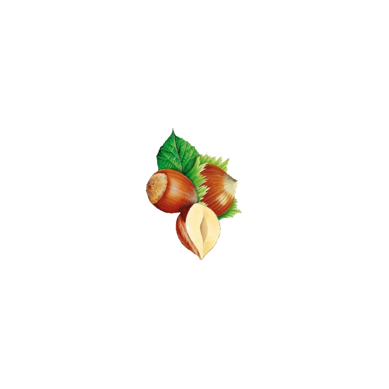 Noisetier en gélules (Corylus avellana)