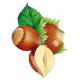 Noisetier en gélules (Corylus avellana)