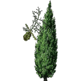 Cyprès noix Bio en gélules (Cupressus sempervirens - Circulation veineuse)