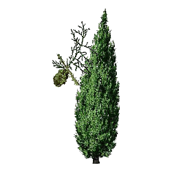 Cyprès BIO en gélules