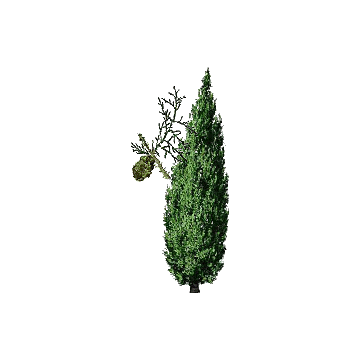 Cyprès BIO en gélules