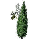 Cyprès BIO en gélules