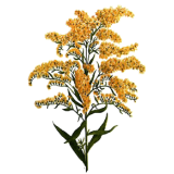 Verge d'or en gélules (Solidago virgaurea)