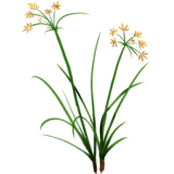 Souchet rond en gélules Pullulan (Cyperus rotundus)