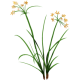 Souchet rond en gélules Pullulan (Cyperus rotundus)