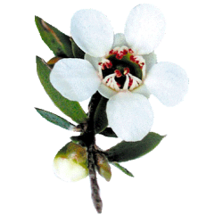 Huile essentielle Manuka Bio