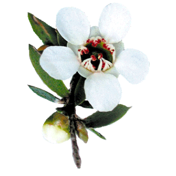 Huile essentielle Manuka Bio Huile essentielle Manuka Bio
