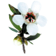 Huile essentielle Manuka Bio