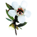 Huile essentielle Manuka Bio