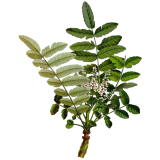 Boswellia Bio extrait 30% en gélules, anti-inflammatoire naturel