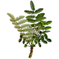 Boswellia BIO extrait 65% en gélules