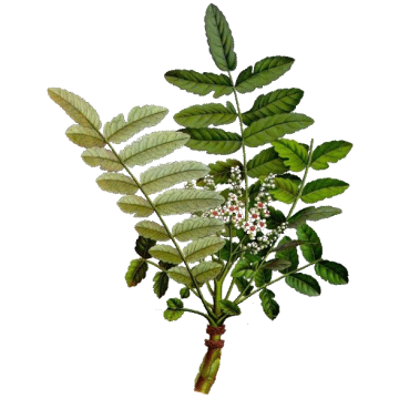 Boswellia BIO extrait 65% en gélules