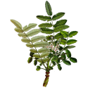 Boswellia BIO extrait 65% en gélules