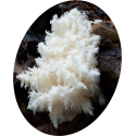 Hericium extrait Bio en gélules