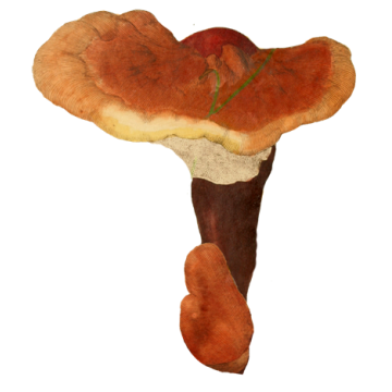 Reishi extrait Bio en gélules