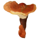 Reishi extrait Bio en gélules