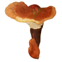 Reishi extrait Bio en gélules