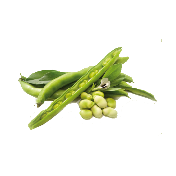 Guar gomme en poudre