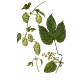 Houblon BIO en gélules (Humulus lupulus)