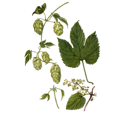 Houblon cônes Bio*