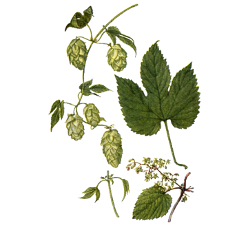 Houblon cônes Bio* Houblon cônes Bio*
