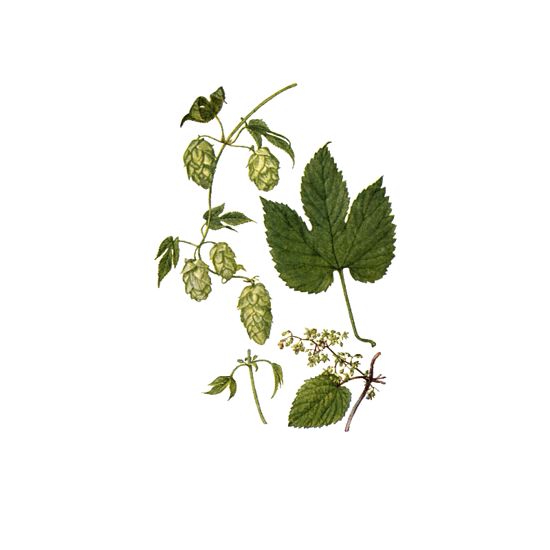 Houblon BIO en gélules (Humulus lupulus)