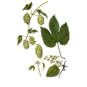 Houblon cônes Bio*